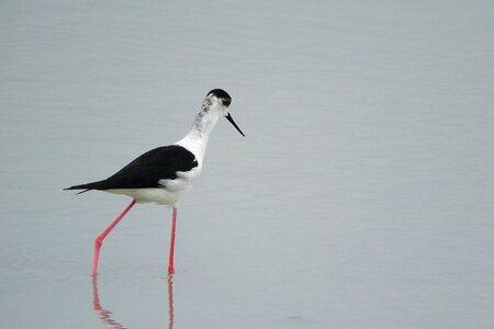 Wader water bird recurvirostridae