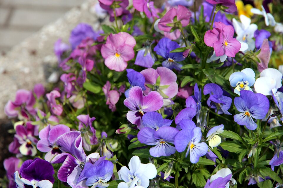 Flowers purple flowers plants