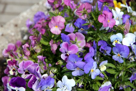 Flowers purple flowers plants