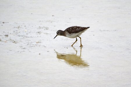 Sandpiper water bird scolopacidae photo