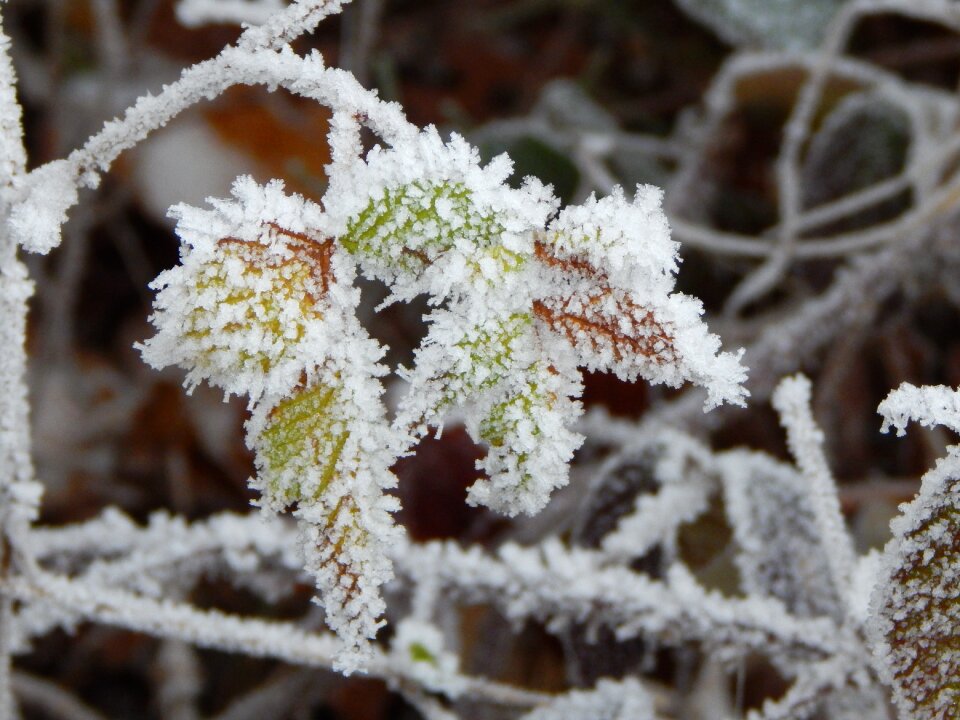 Winter eiskristalle iced