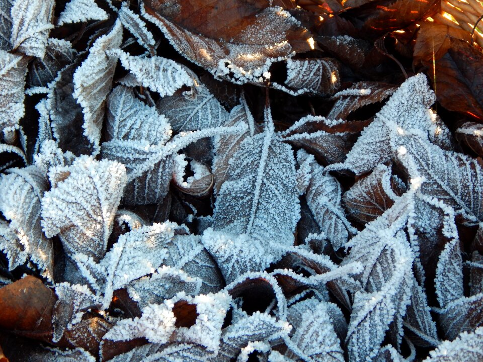 Winter leaves frost