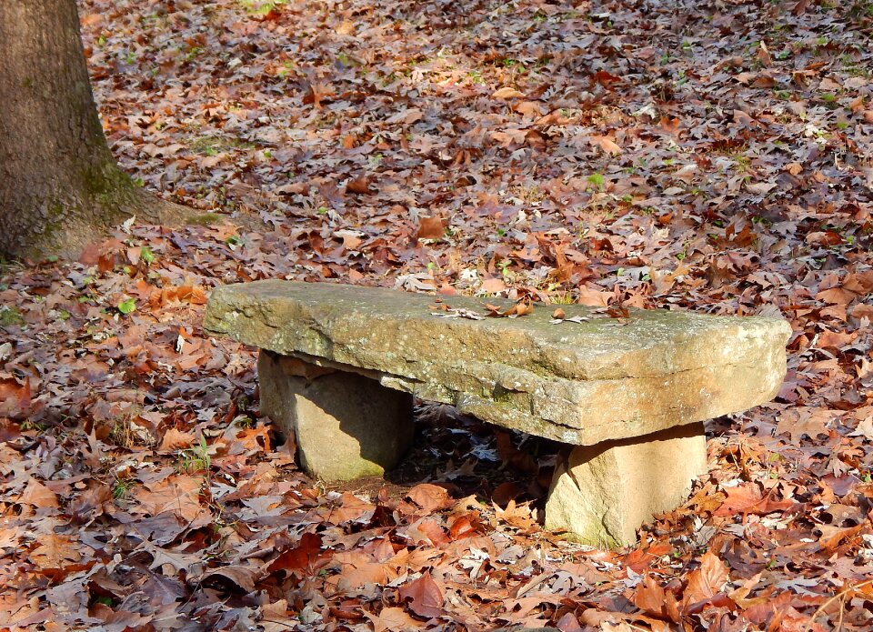 Nature fall autumn