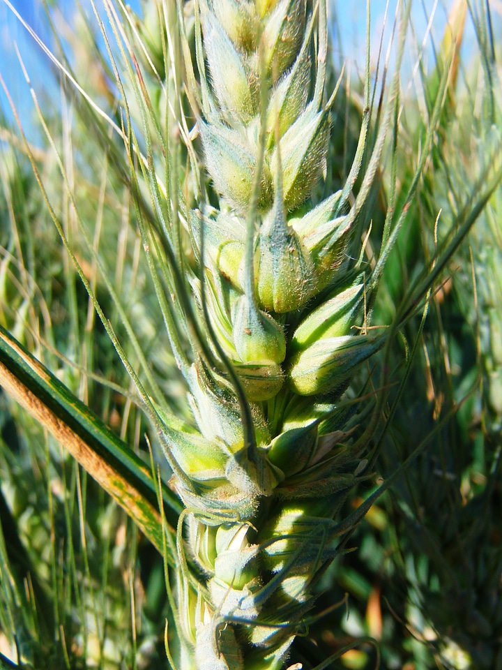 Wheat grain field