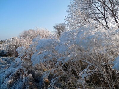 Winter bushes frost cold photo