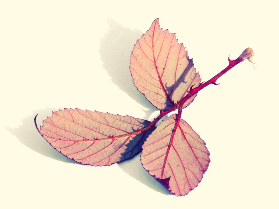 Blackberry red autumn