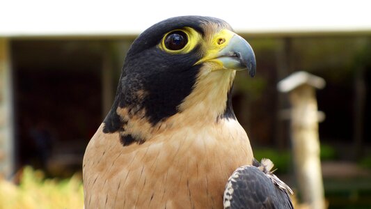National bird animal alert
