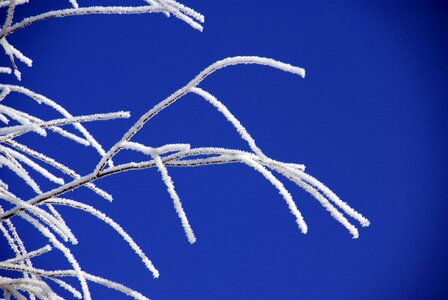 Frost nature cold