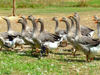 Bird animal farm