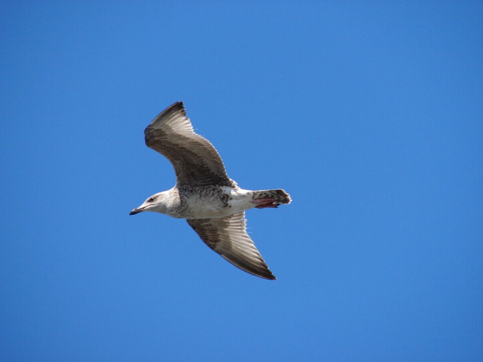 Animal north sea ameland