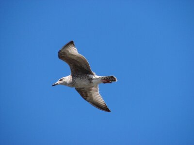 Animal north sea ameland