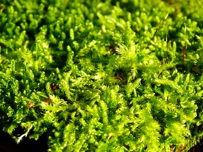 Green nature overgrown photo