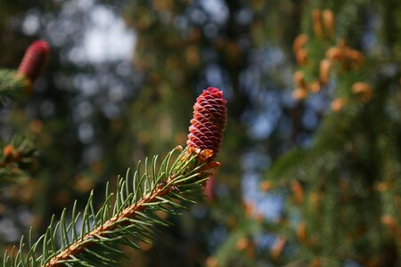 Tree branch fir