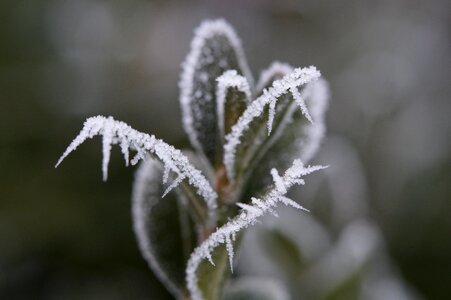 Frost ice winter photo