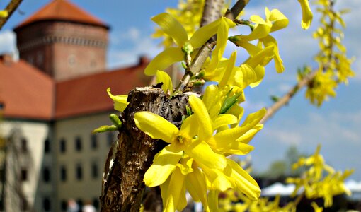Nature yellow spring