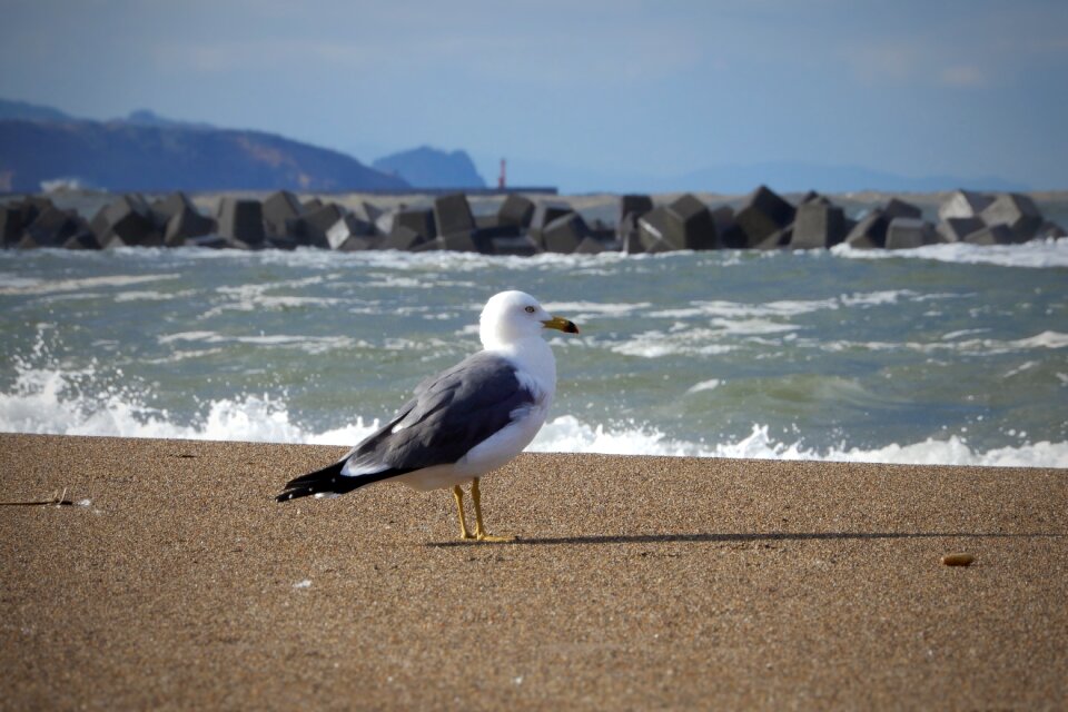 Seagull seabird wild animal
