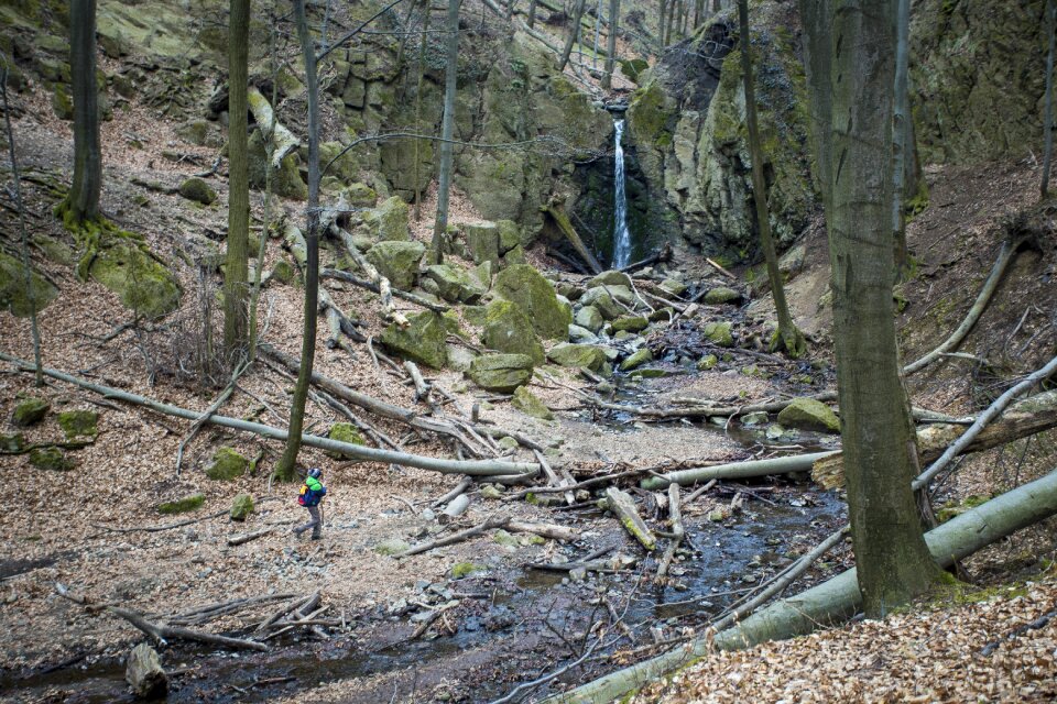 Lonely excursion forest