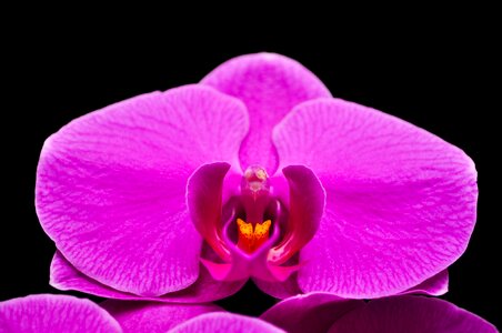 Orquidea flower purple
