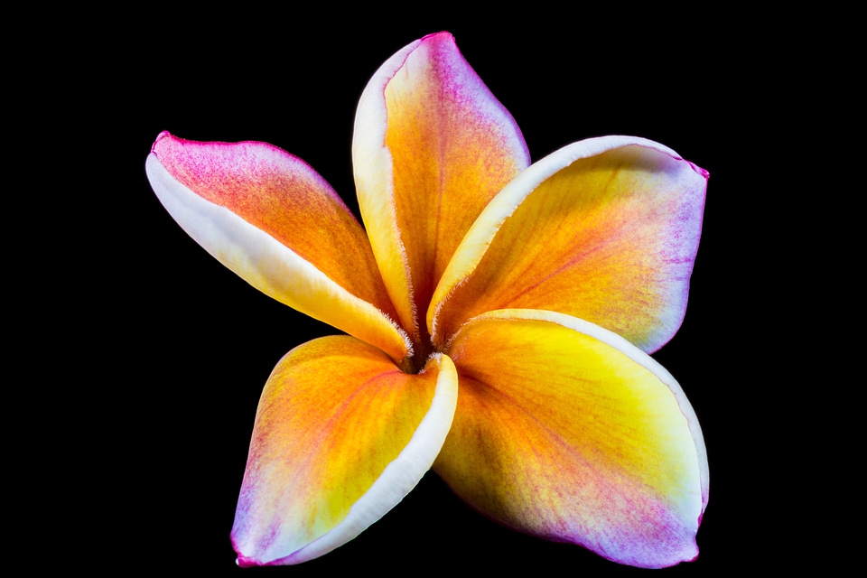 Frangipani plumeria violet yellow
