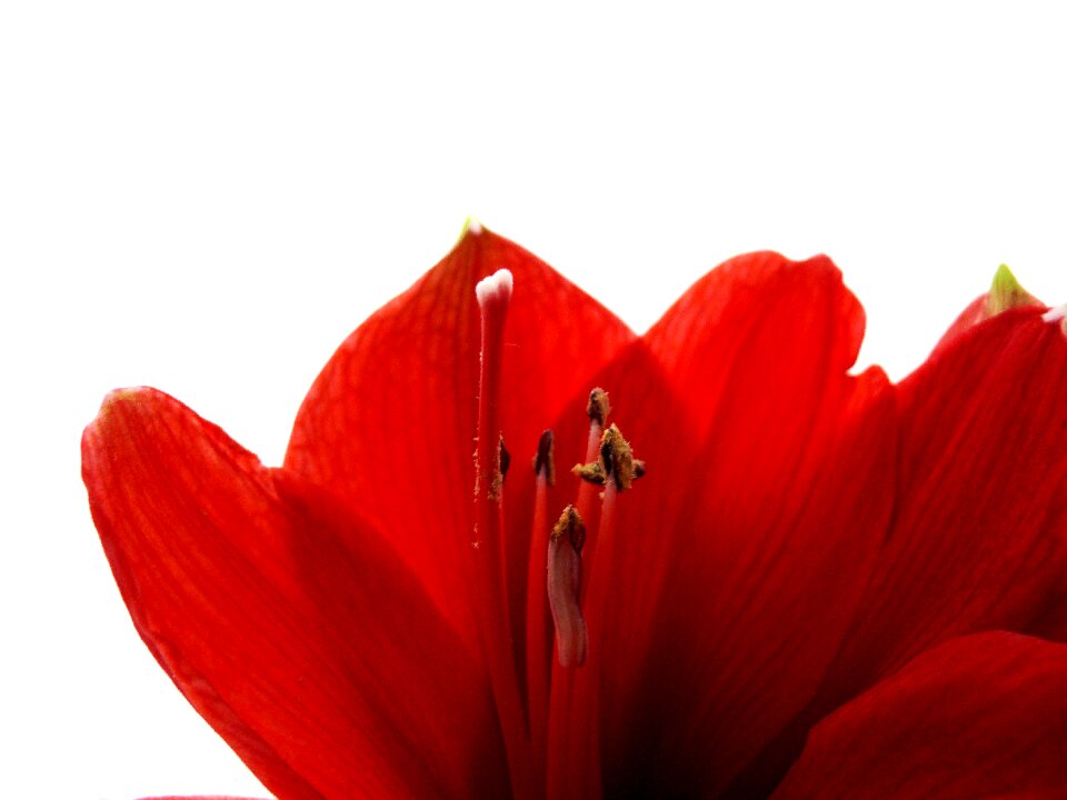 Amaryllis bloom leaves flowers