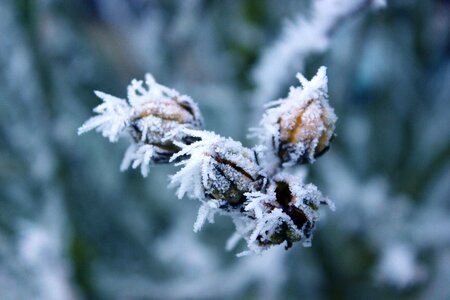 Hoarfrost cold plant