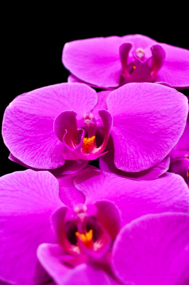 Flowers flower purple