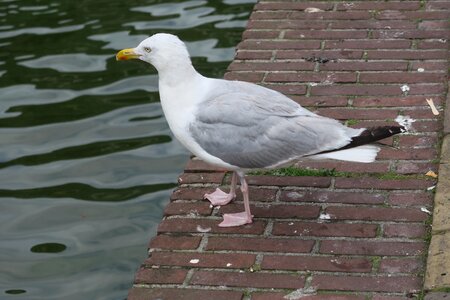 Birds animal sea bird