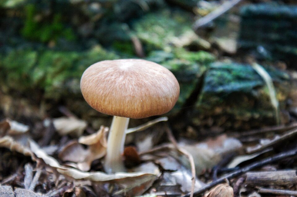 Fungus forest plant