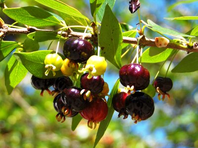 Pitanga fruit wild pitanguero