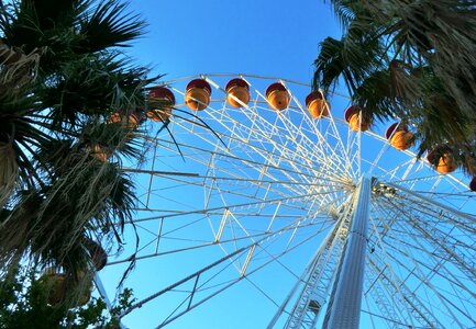 Blue gondola palm trees