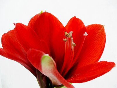 Amaryllis bloom leaves flowers