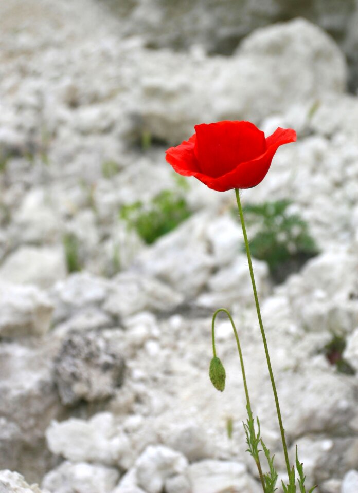 Poppy spring white