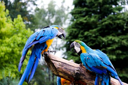 Bird animal ara