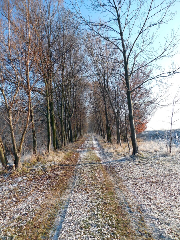 Hiking trees december