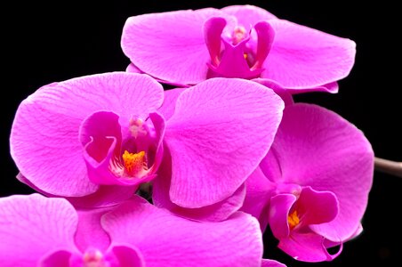 Flower flowers purple photo