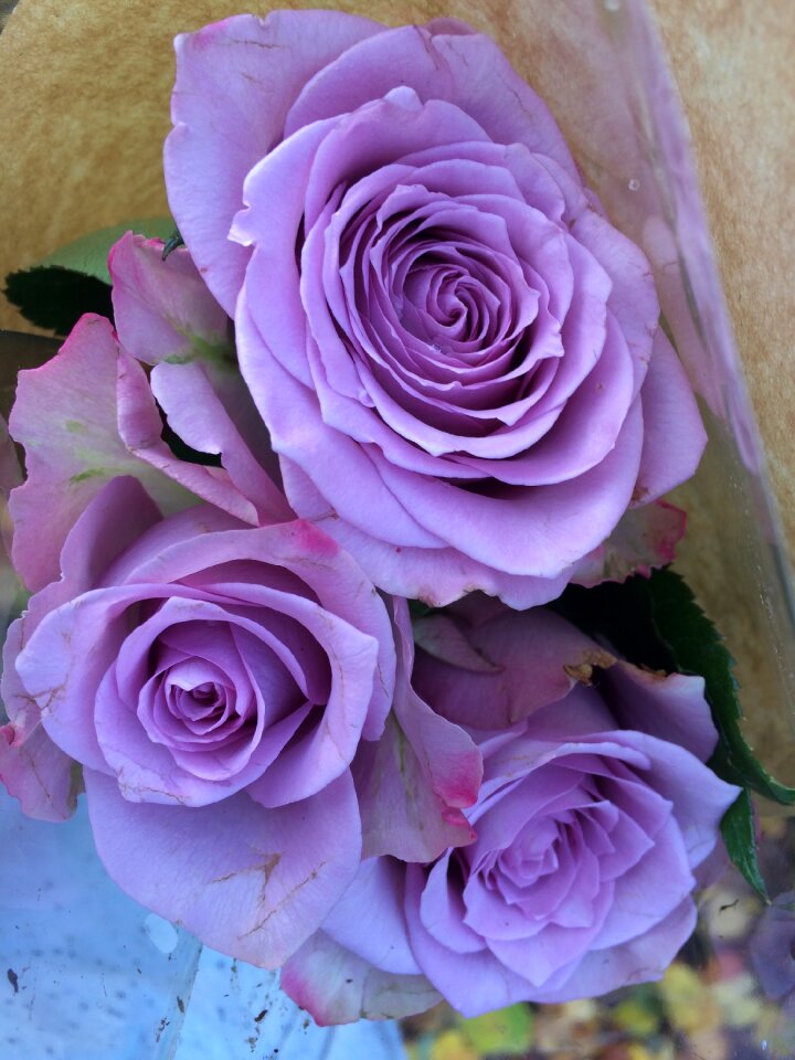 Bloom floral nature