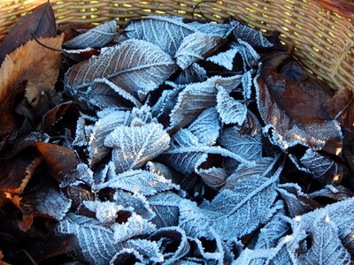 Winter leaves frost