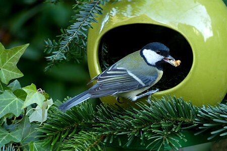 Small bird foraging garden