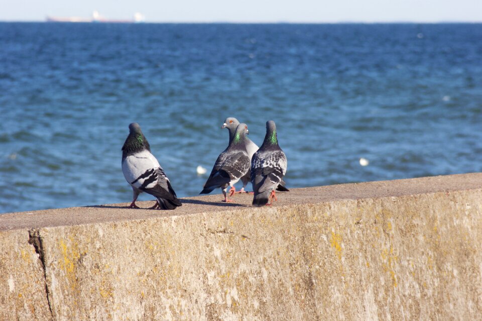 Sea boulevard gdynia