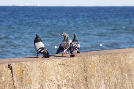 Sea boulevard gdynia