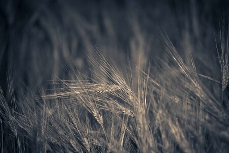 Agriculture barley field harvest