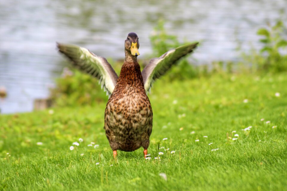 Plumage water bird bird