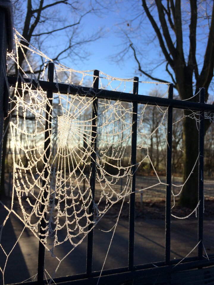 Winter dew frozen cobwebs