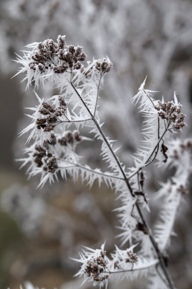 Frozen cold icy