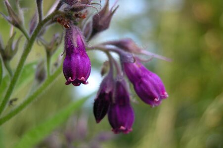 Plant purple flower nature