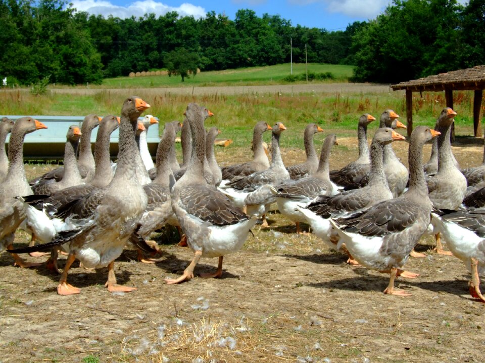 Nature bird agriculture