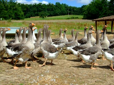 Nature bird agriculture