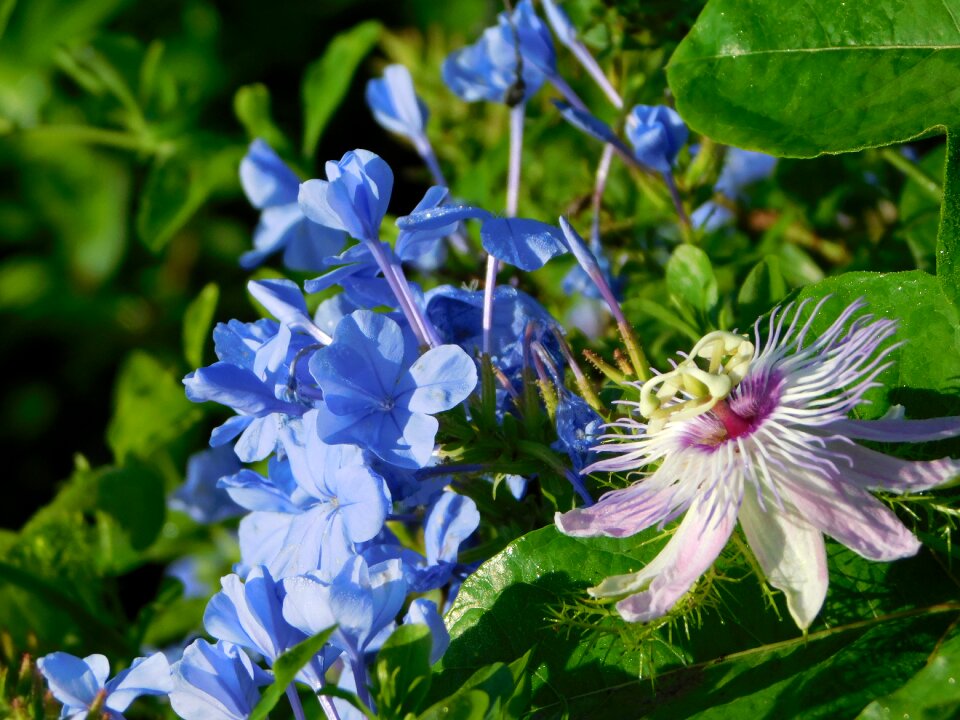Flowers plants spring