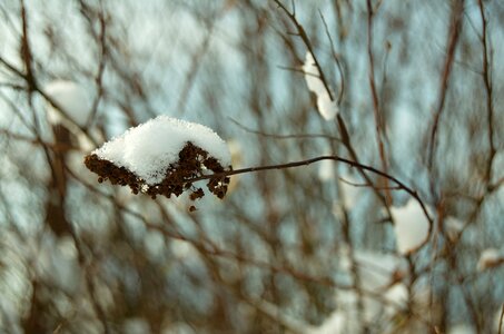 Snow bush branch photo