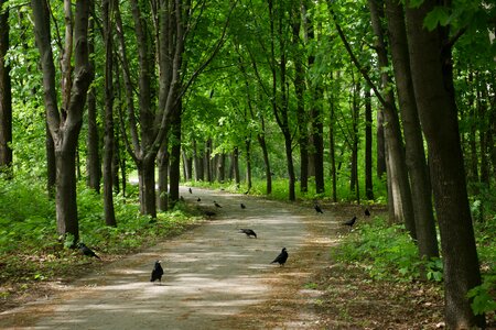 Nature black foliage